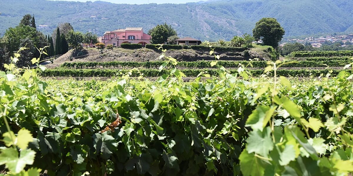 Murgo Aristokratie Und Weine Vom Aetna Siziliengenuss